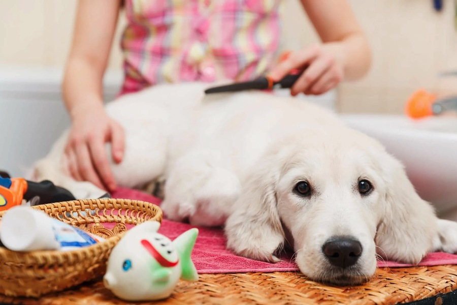 Enhancing Pet Well-Being – Spa Treatments for Pets